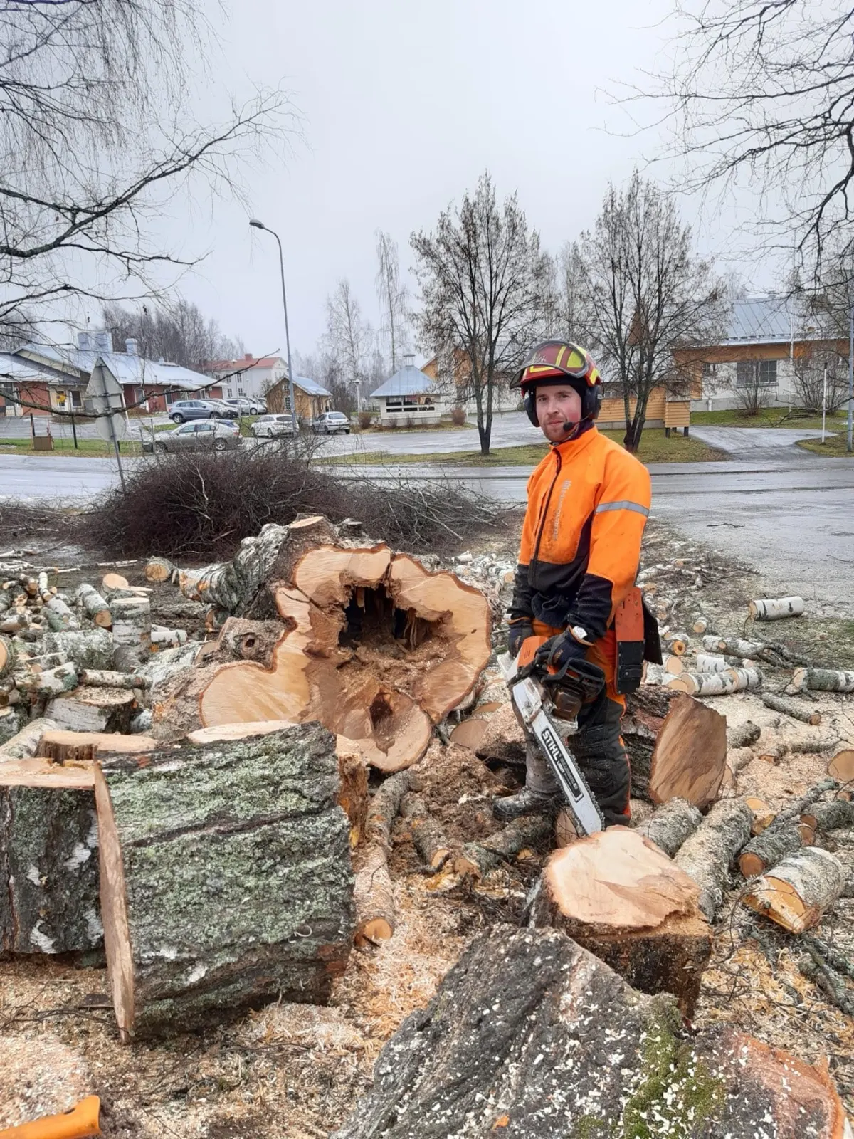 Lasse Sevon moottorisahan kanssa kaadetun koivun pölkkyjen keskellä
