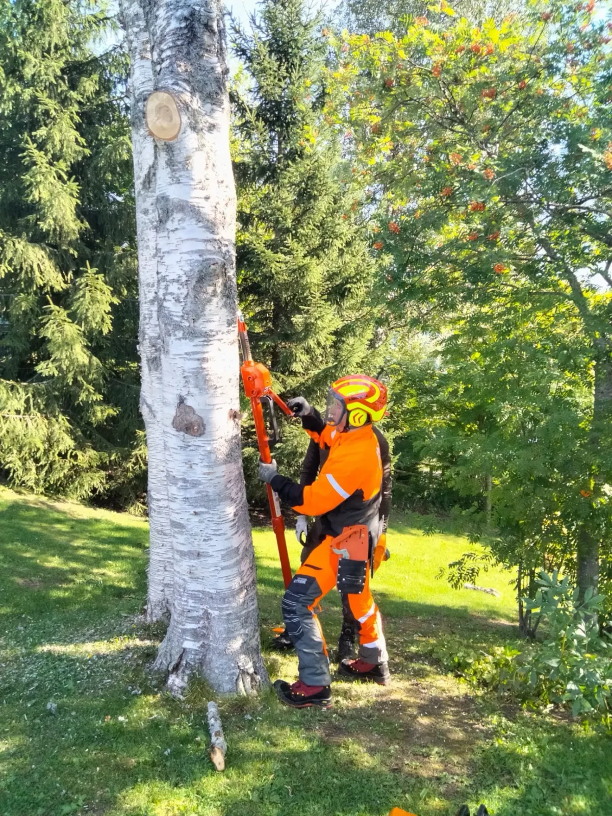 Metsuri sahaa pihakoivua turvavarusteissa