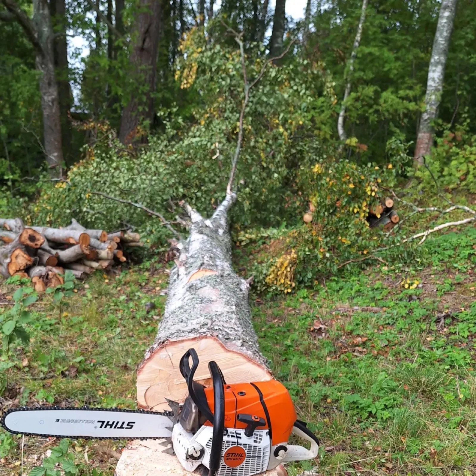 Kaadettu koivu ja moottorisaha nurmikolla