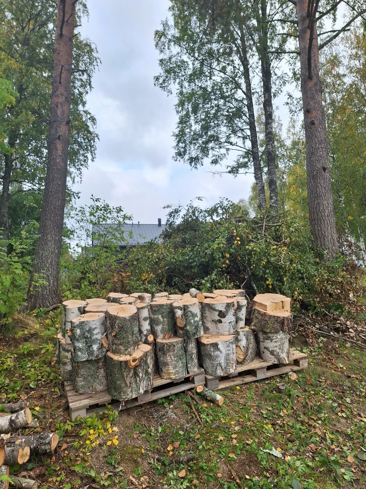 Koivupölkyt lavalla pihalla