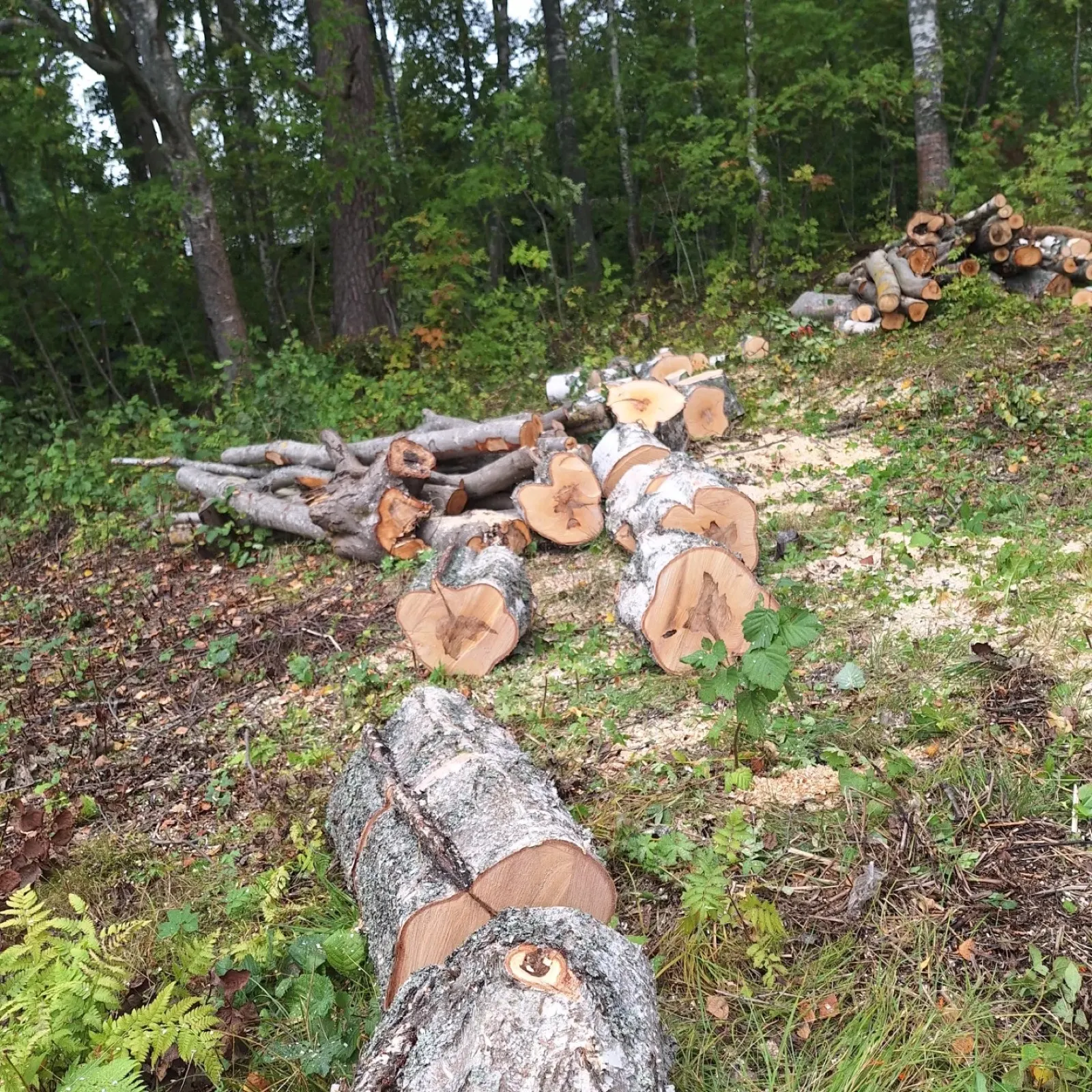Katkotut koivunrungot rinteessä